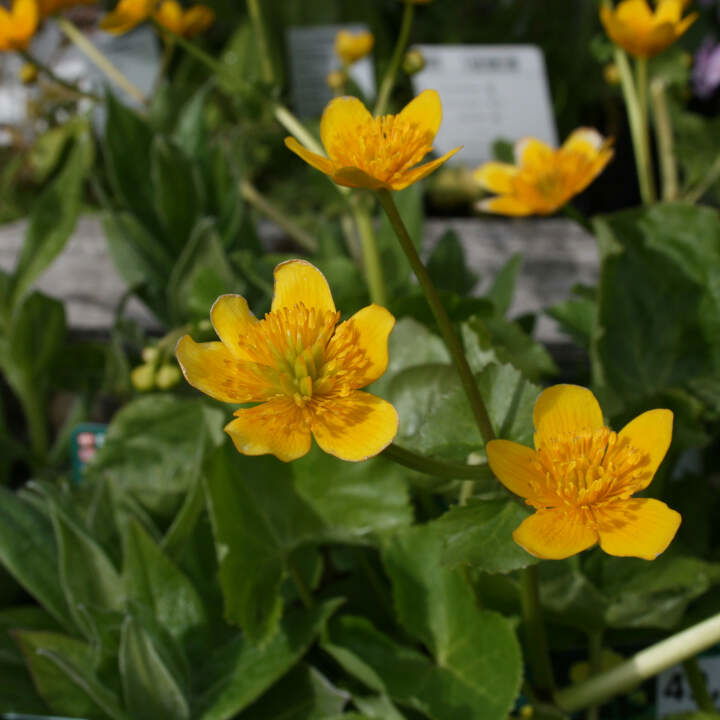 Caltha palustris