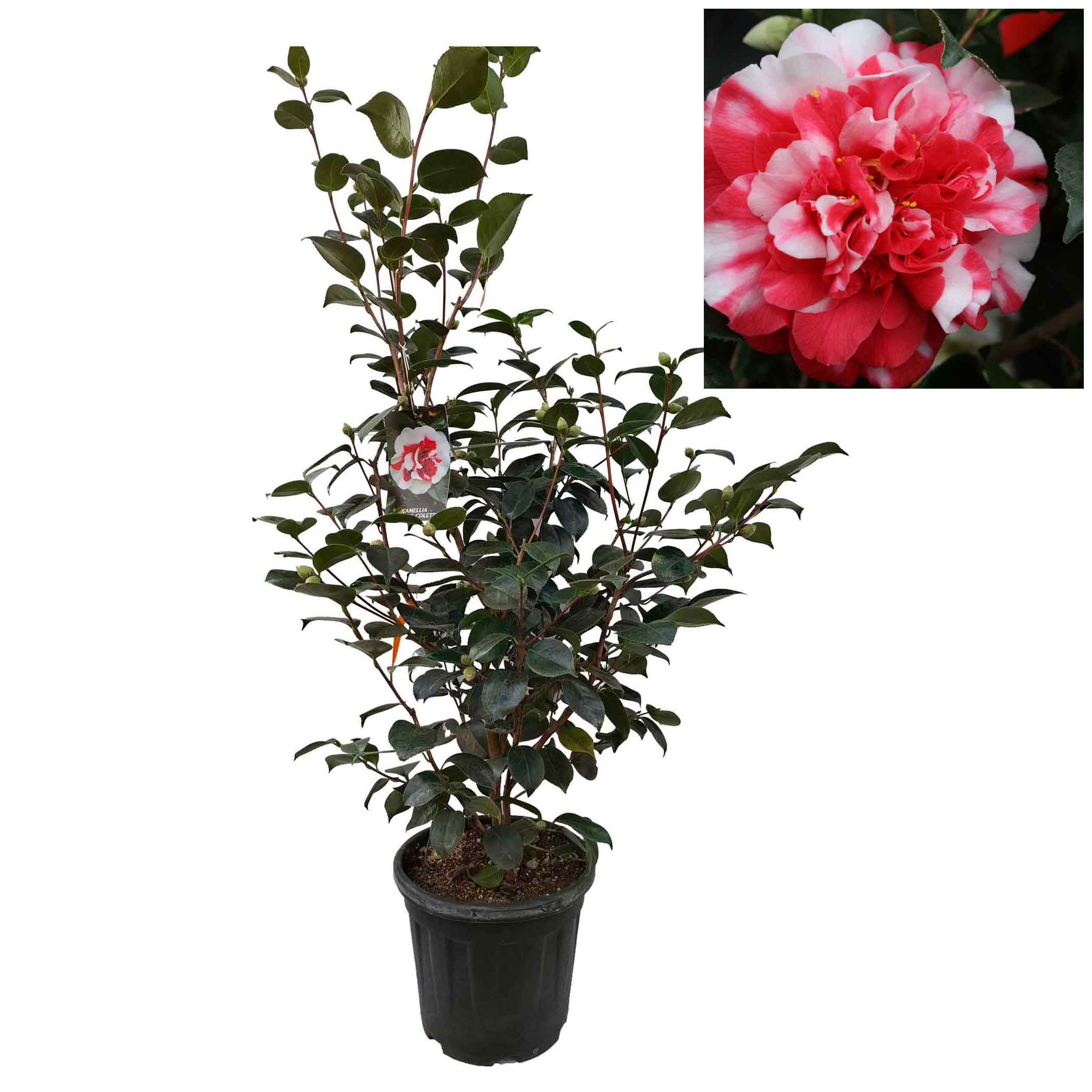 Camellia japonica h. 120 vaso 15 lt General Coletti