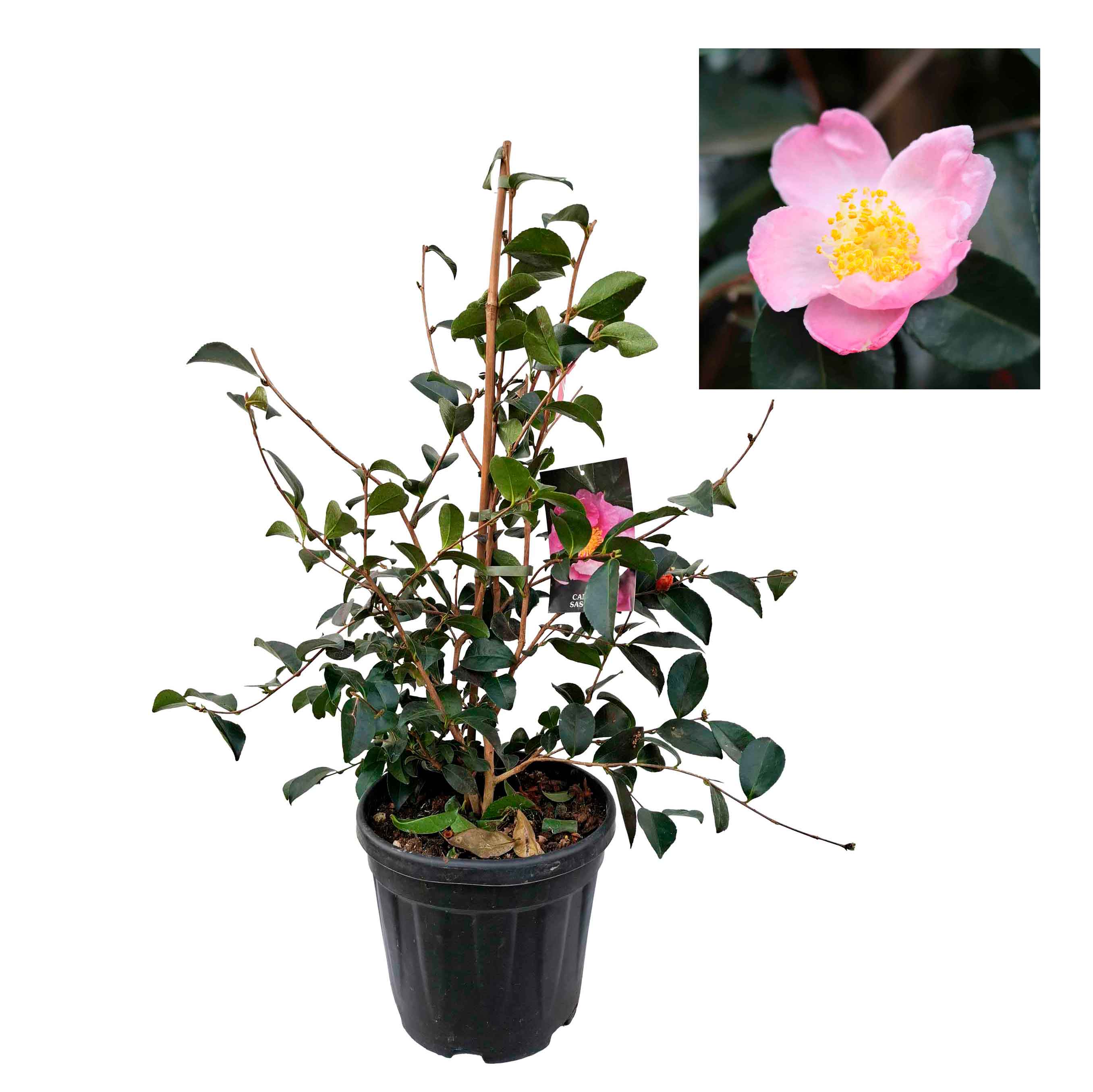 Camellia sasanqua h. 100 vaso 10 lt Plantation Pink