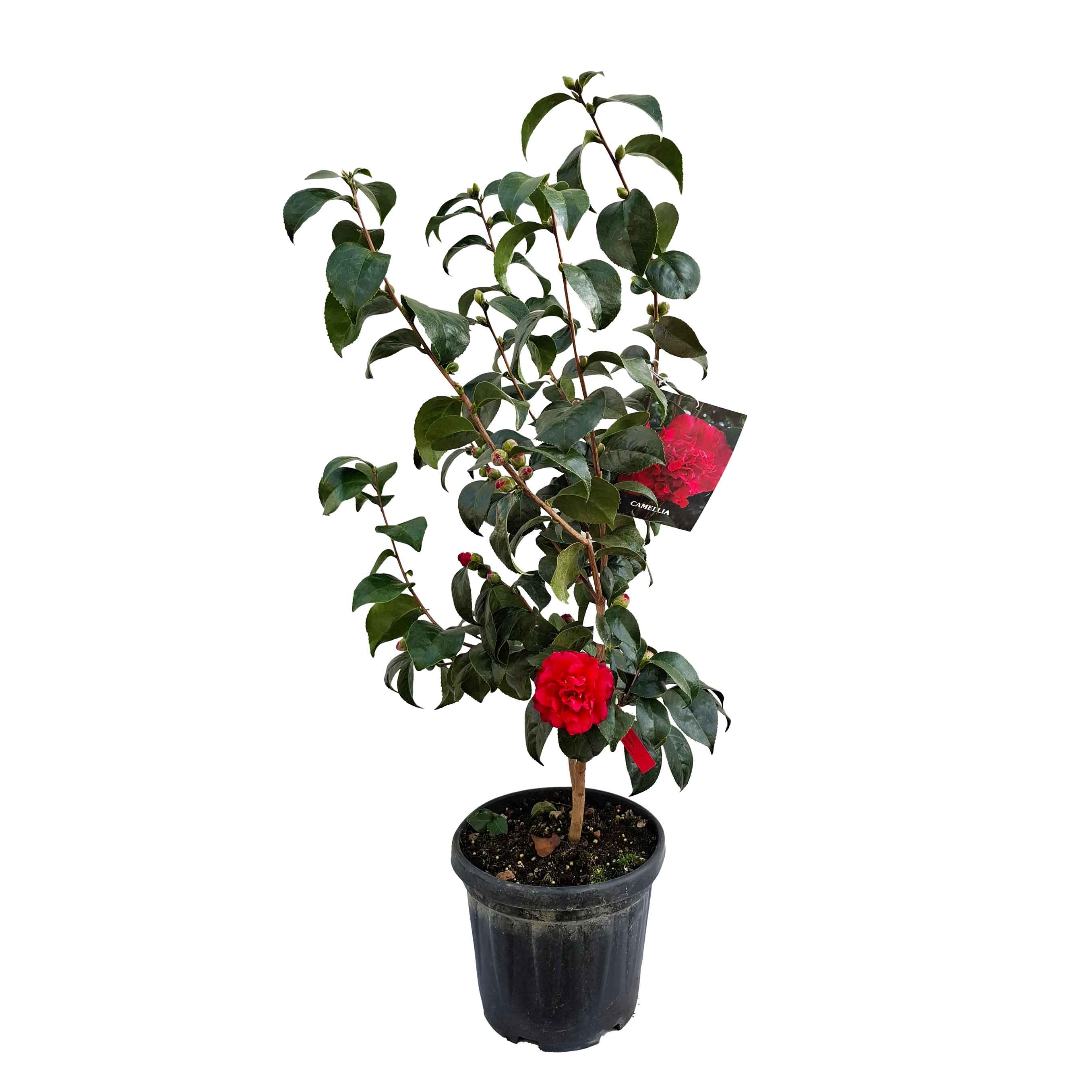 Camellia japonica h. 60 vaso 4,5 lt Kirin-no-homare