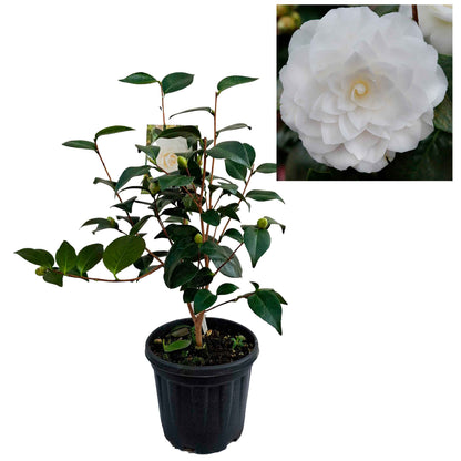 Camellia japonica h. 60 vaso 4,5 lt Nuccio's Gem