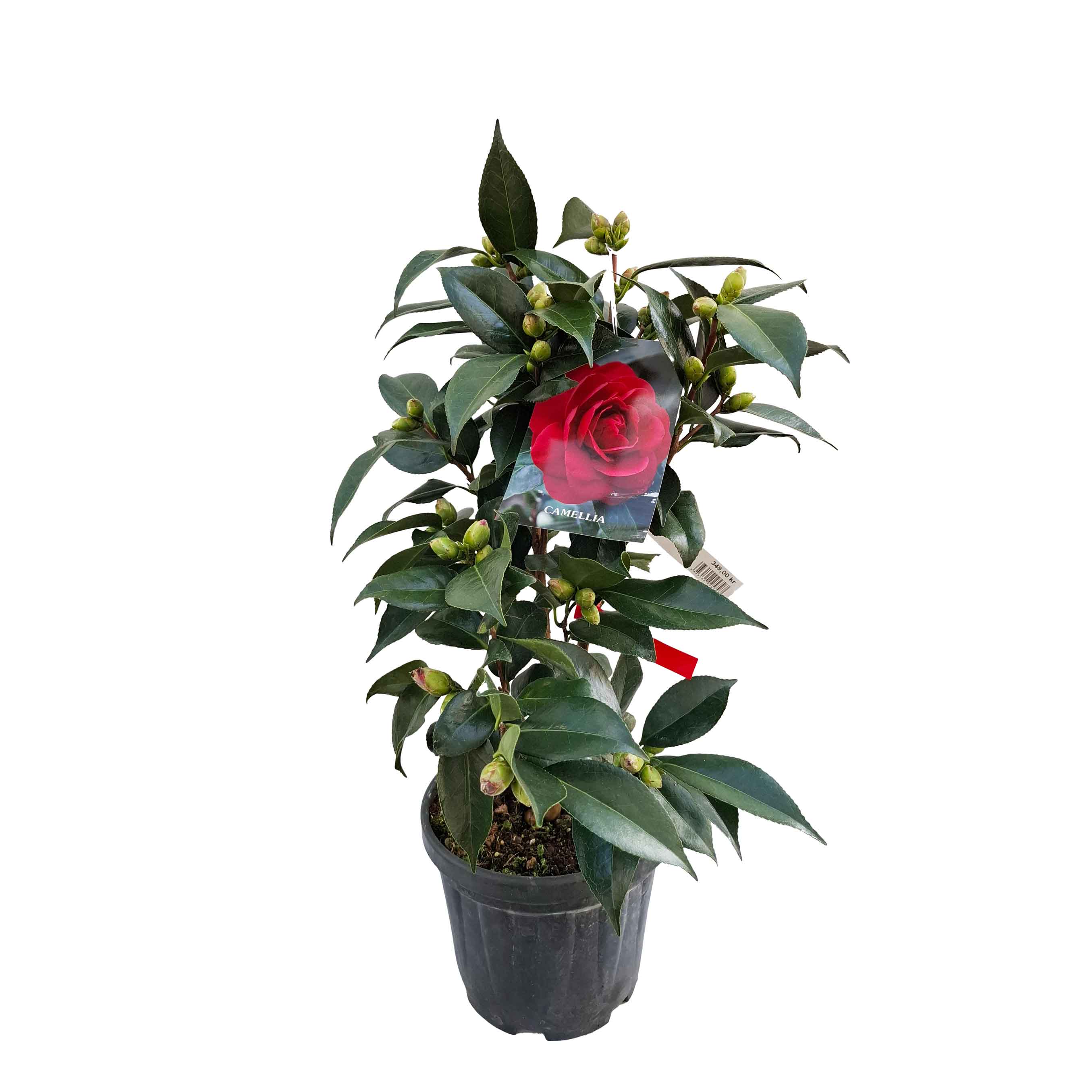 Camellia japonica h. 60 vaso 4,5 lt Red Hots