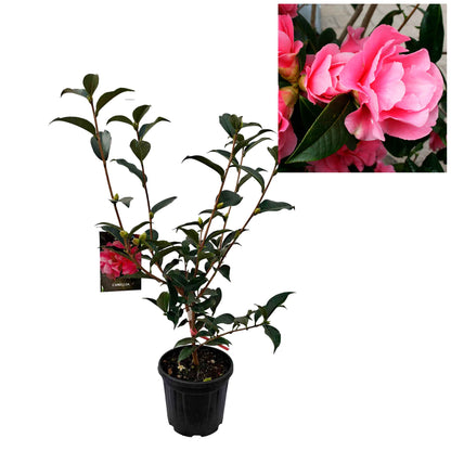 Camellia japonica h. 60 vaso 4,5 lt Valley Knudsen