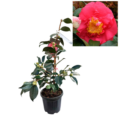 Camellia japonica h. 60 vaso 4,5 lt RL Wheeler