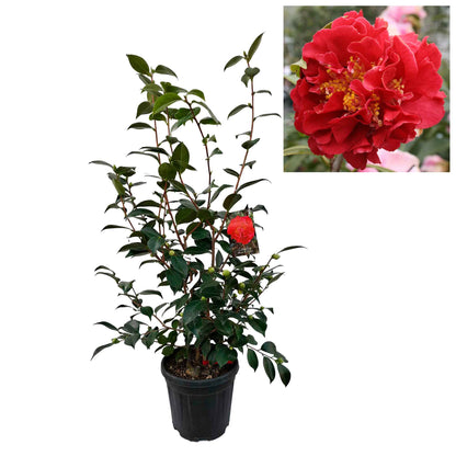 Camellia japonica h. 100 vaso 10 lt Blood of China