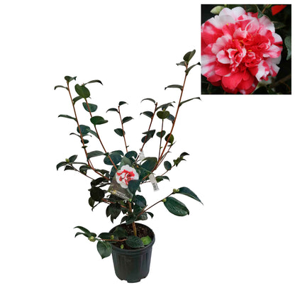 Camellia japonica h. 60 vaso 4,5 lt General Coletti