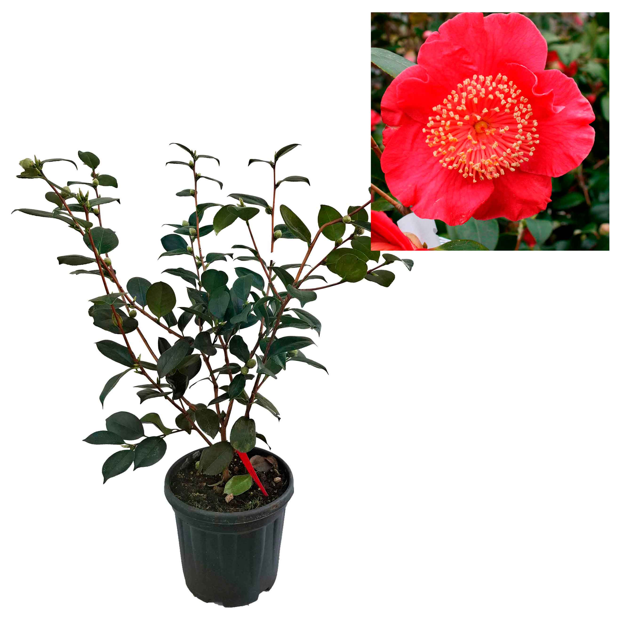 Camellia japonica h. 60 vaso 4,5 lt Hiodoshi