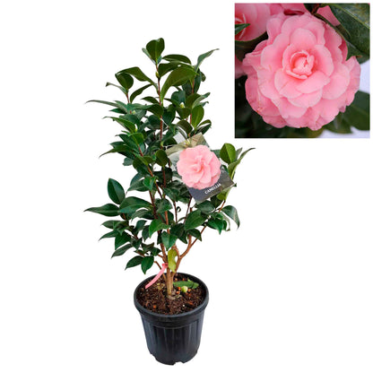 Camellia japonica h. 70 vaso 6 lt Nuccio's Cameo