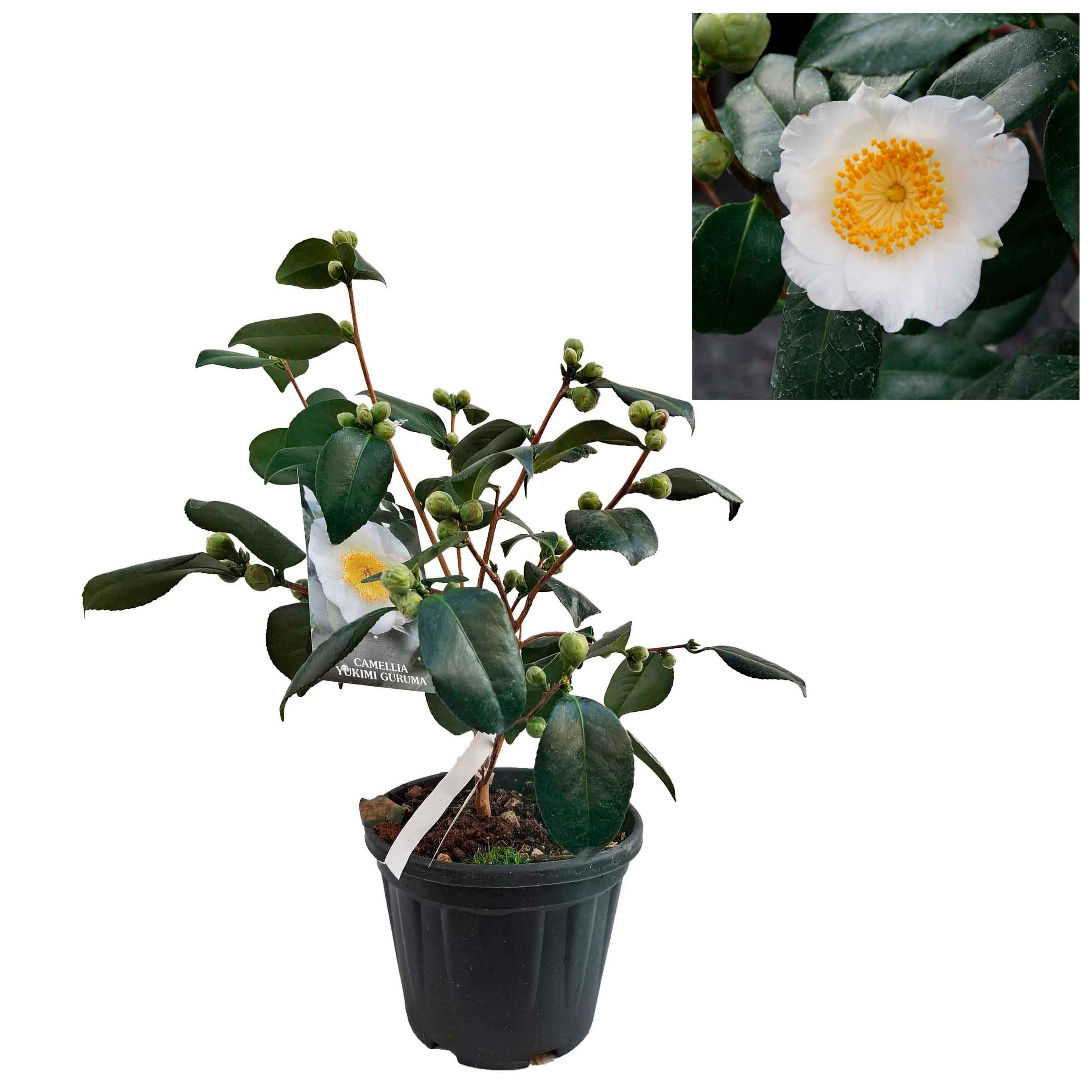 Camellia japonica h. 60 vaso 4,5 lt Yukimiguruma