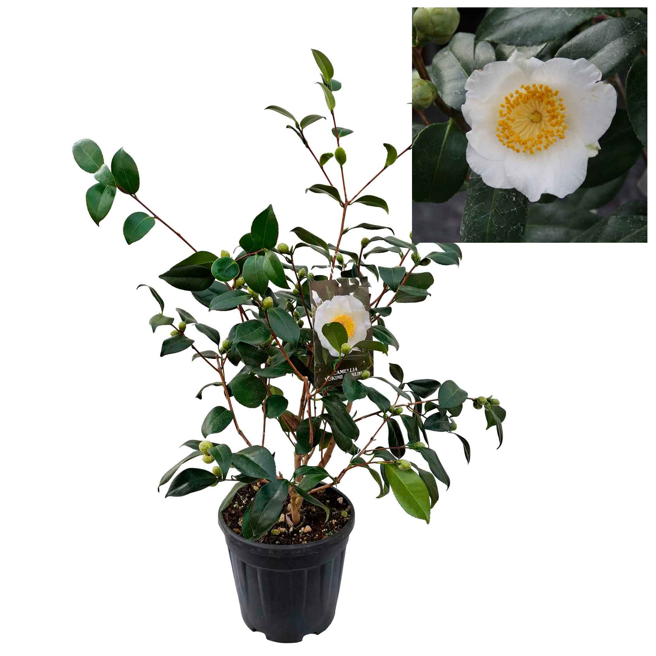 Camellia japonica h. 70 vaso 6 lt Yukimiguruma