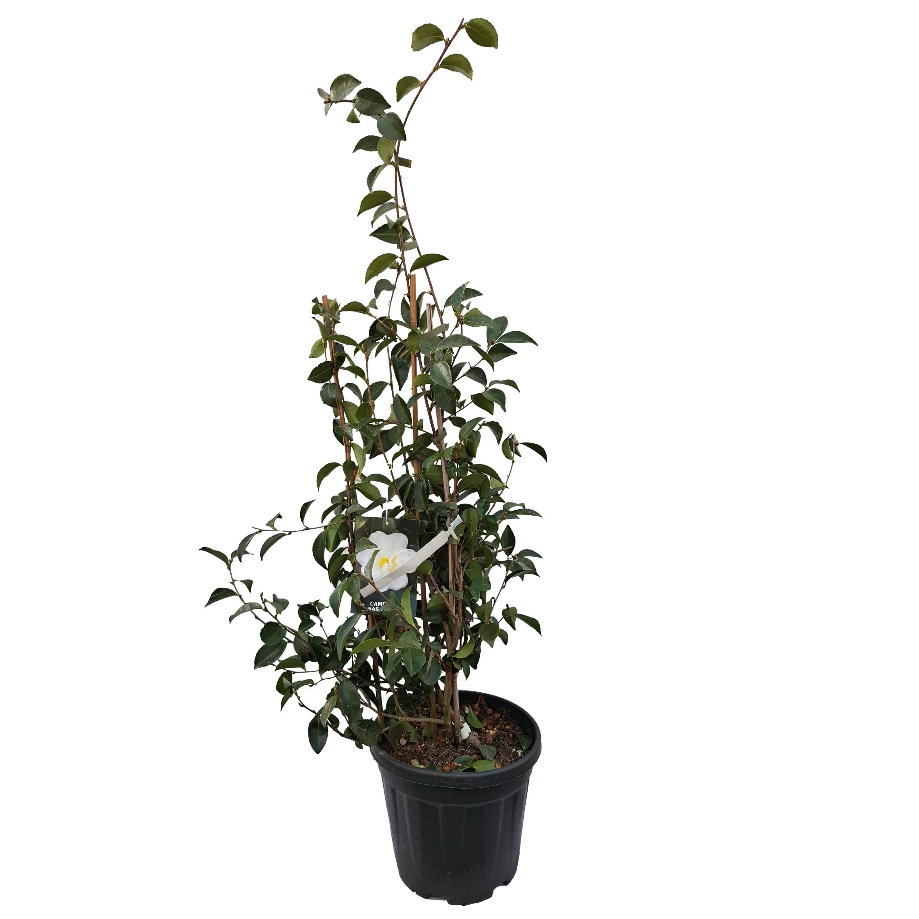 Camellia sasanqua h. 70 vaso 6 lt White Doves