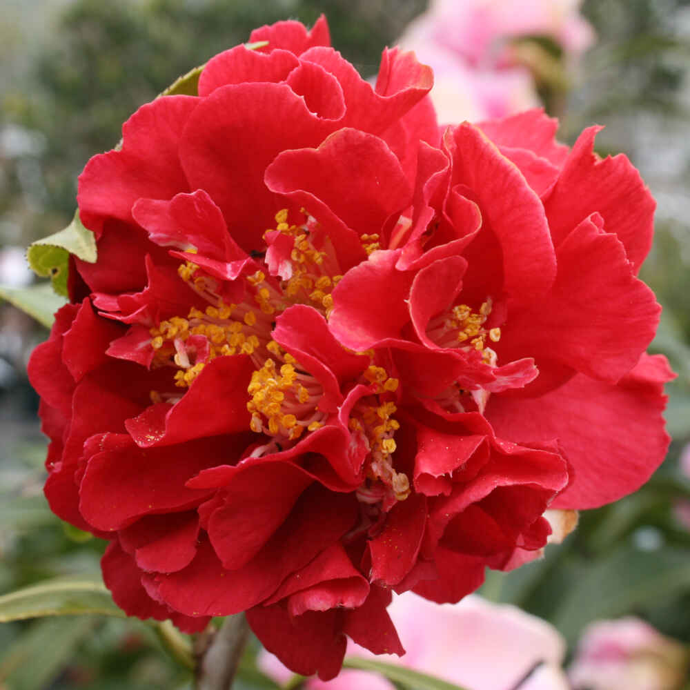 Kamelia - Camellia japonica 'Blood of China' - 4,5 l potte