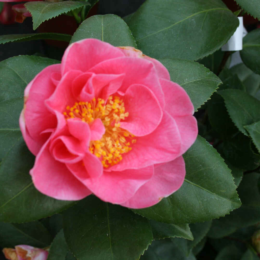 Camellia - Camellia japonica 'California'