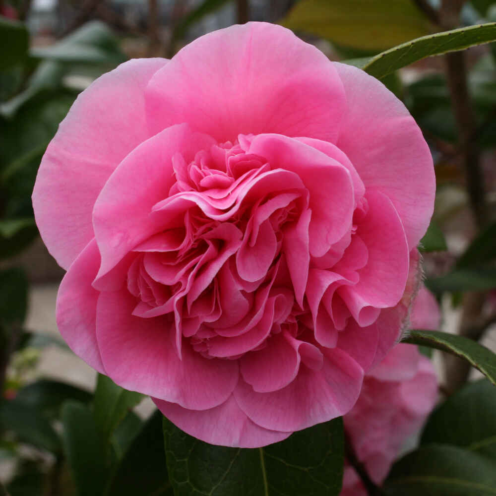 Camellia japonica 'Debbie'