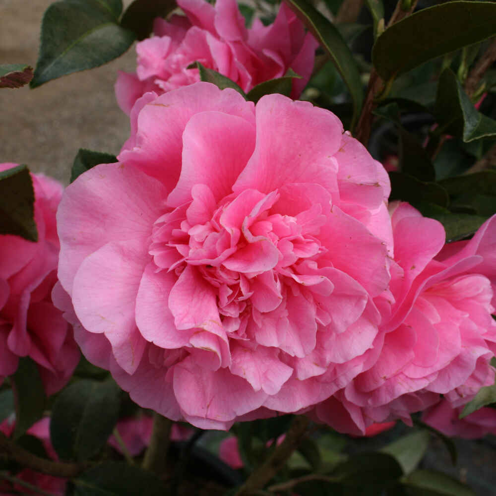 Camellia japonica Debbie 4,5L