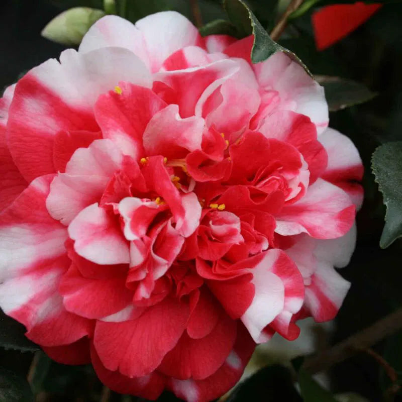 Camellia japonica h. 120 vaso 15 lt General Coletti