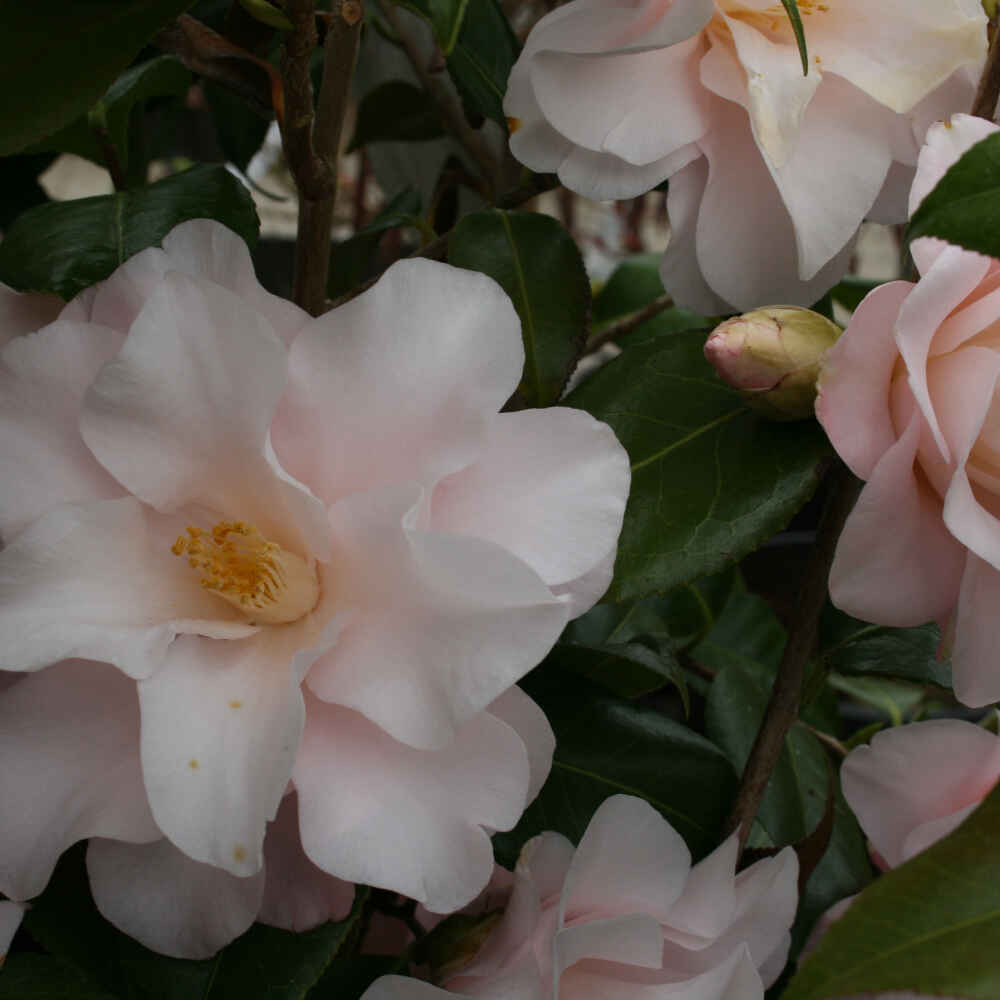 Camellia jap Hagoromo 4,5L, 70 cm