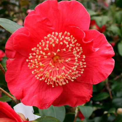 Camellia japonica h. 60 vaso 4,5 lt Hiodoshi