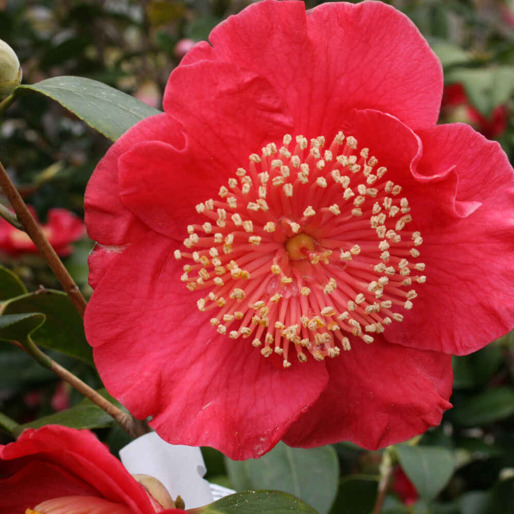 Camellia - Camellia japonica 'Hiodoshi'