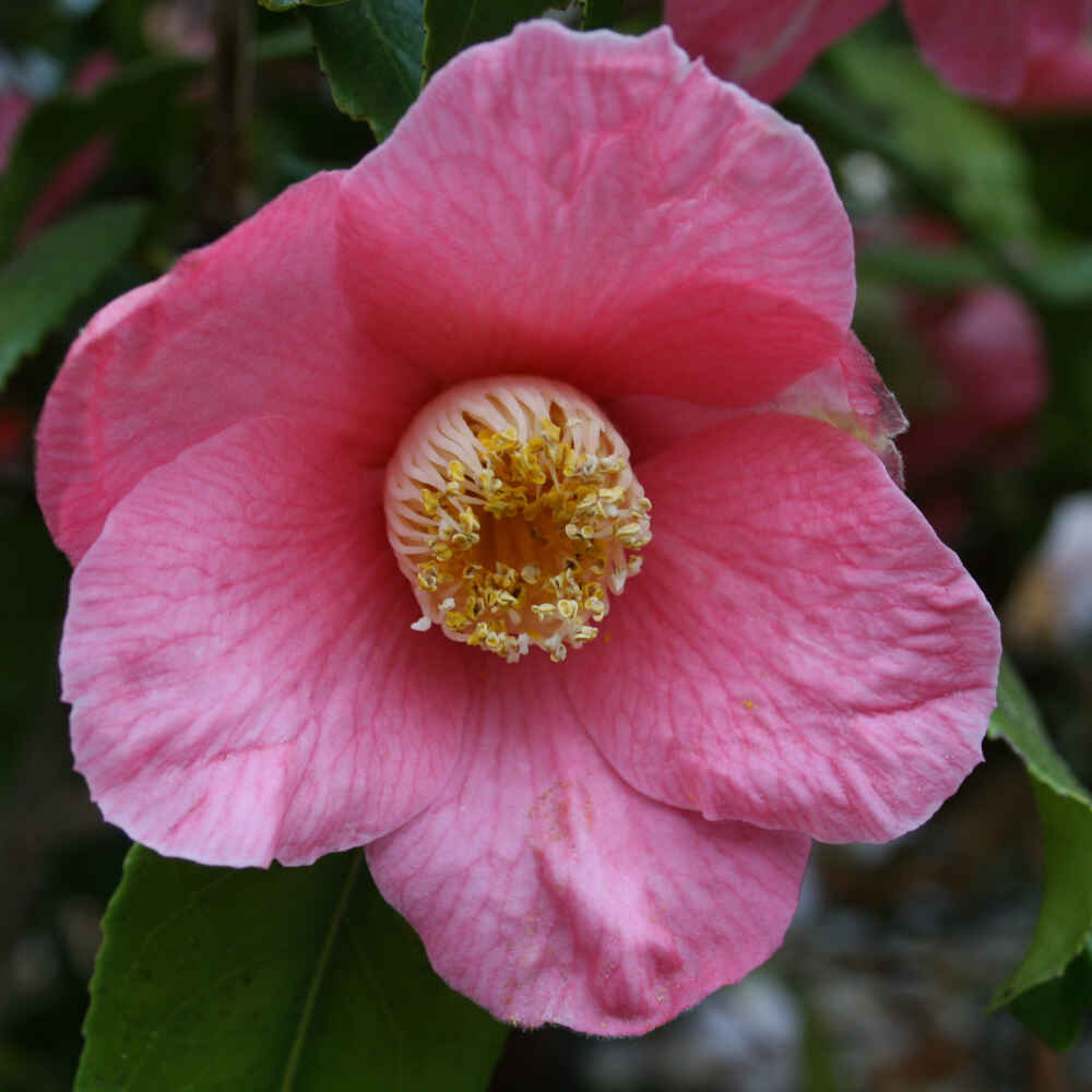 Camellia - Camellia japonica 'Kinjo Tsubaka'