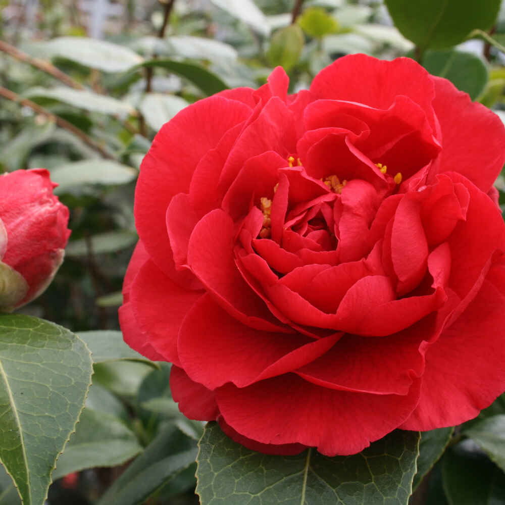 Kamelia - Camellia japonica 'Kramers Supreme' 10L