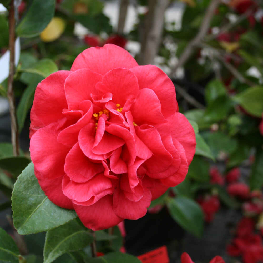 Camellia - Camellia japonica 'Mrs. Charles Cobb'