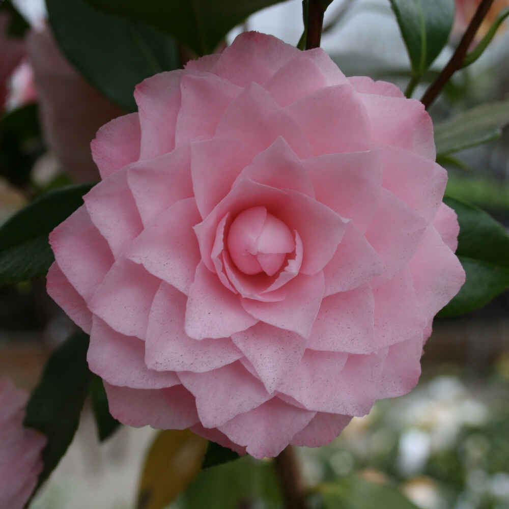 Camellia japonica Nuccio's Pearl 4,5L