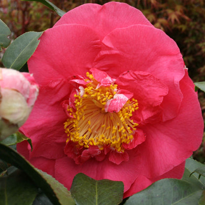 Camellia 'R.L. Wheeler'