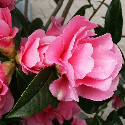 Camellia japonica h. 60 vaso 4,5 lt Valley Knudsen