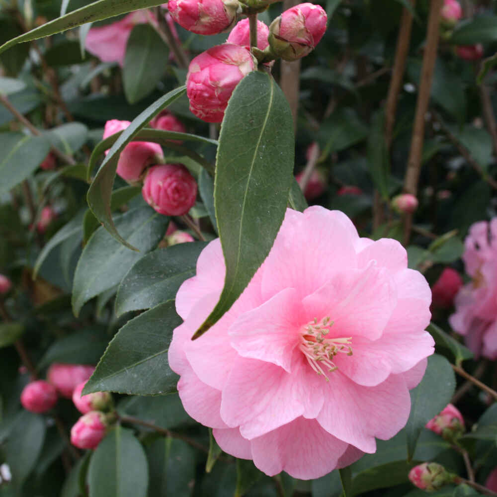 Camellia 'Spring Festival'