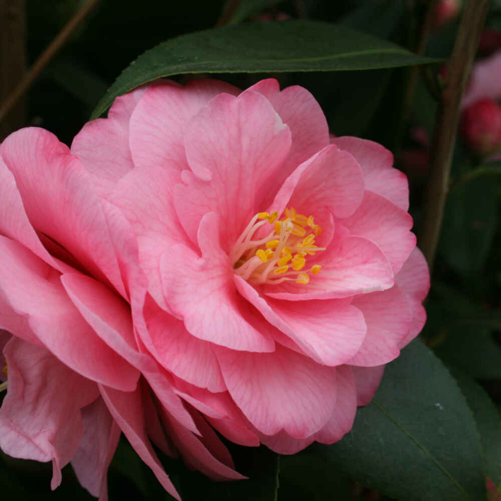 Camellia - Camellia cuspidata 'Spring Festival' 3 l pot 