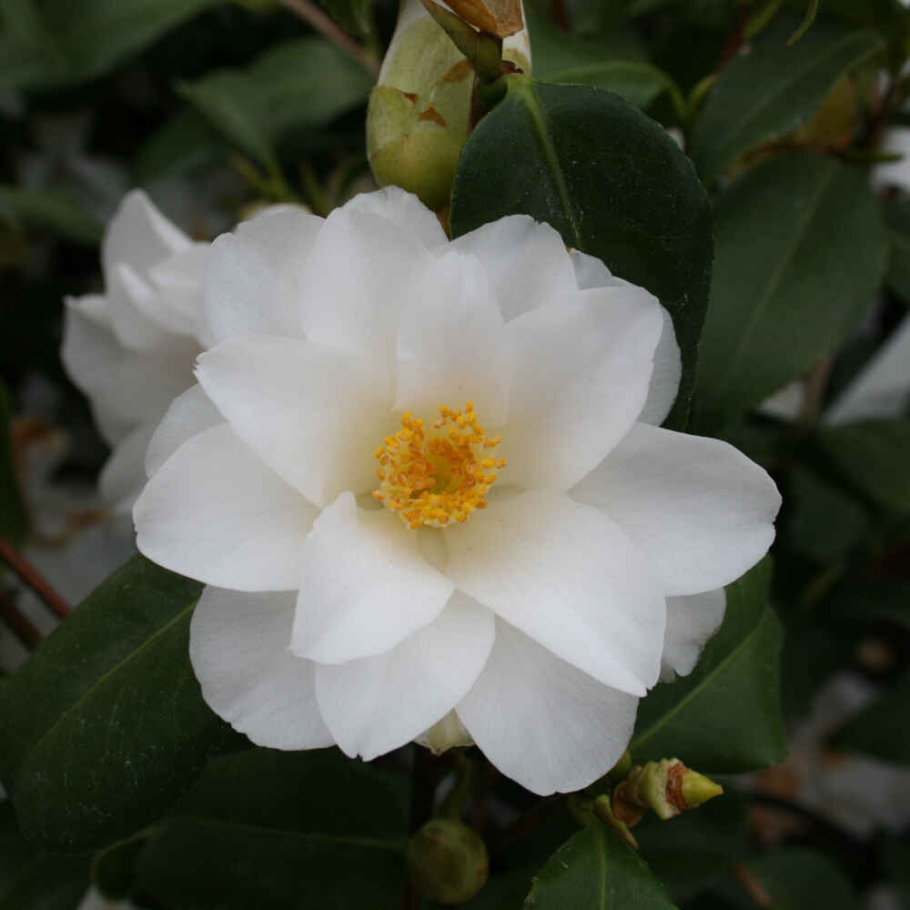 Kamelia - Camellia japonica 'Triphosa' - 6 l potte