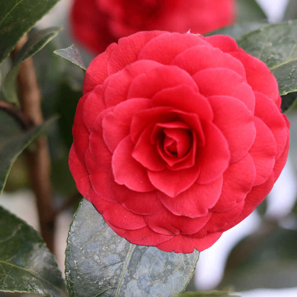 Camellia japonica 'Black Lace' 4,5L