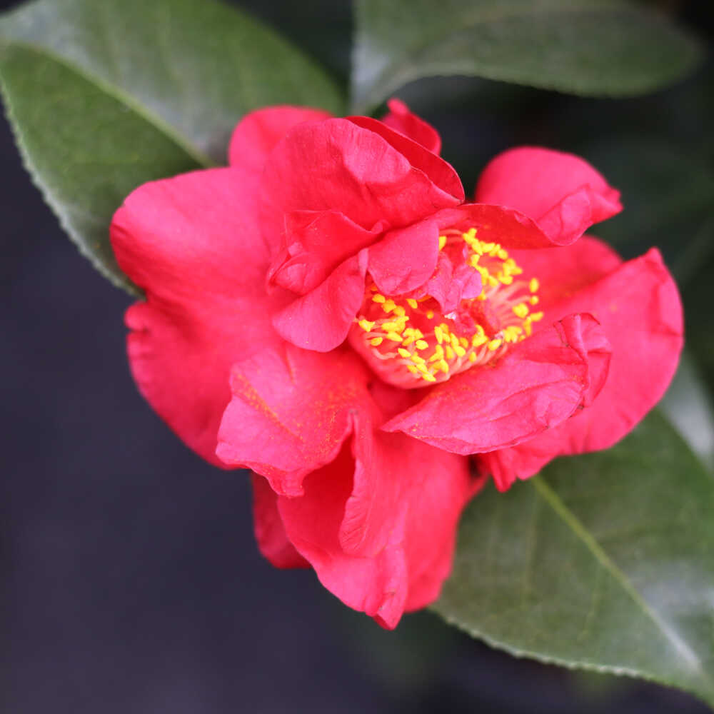 Camellia - Camellia japonica 'Dr. Burnside'