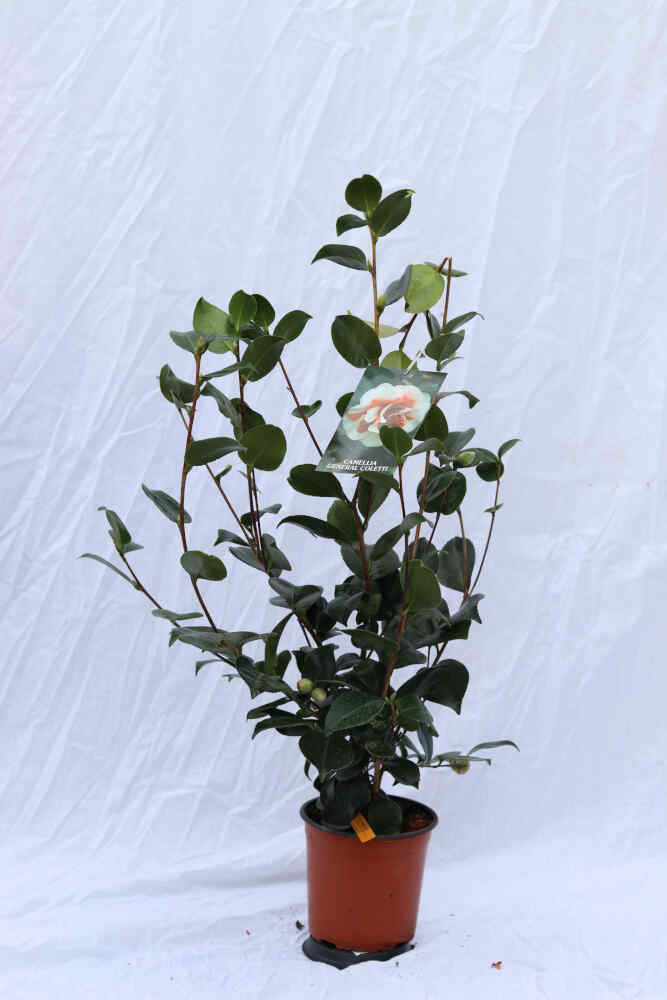 Camellia jap General Coletti 3L 60cm