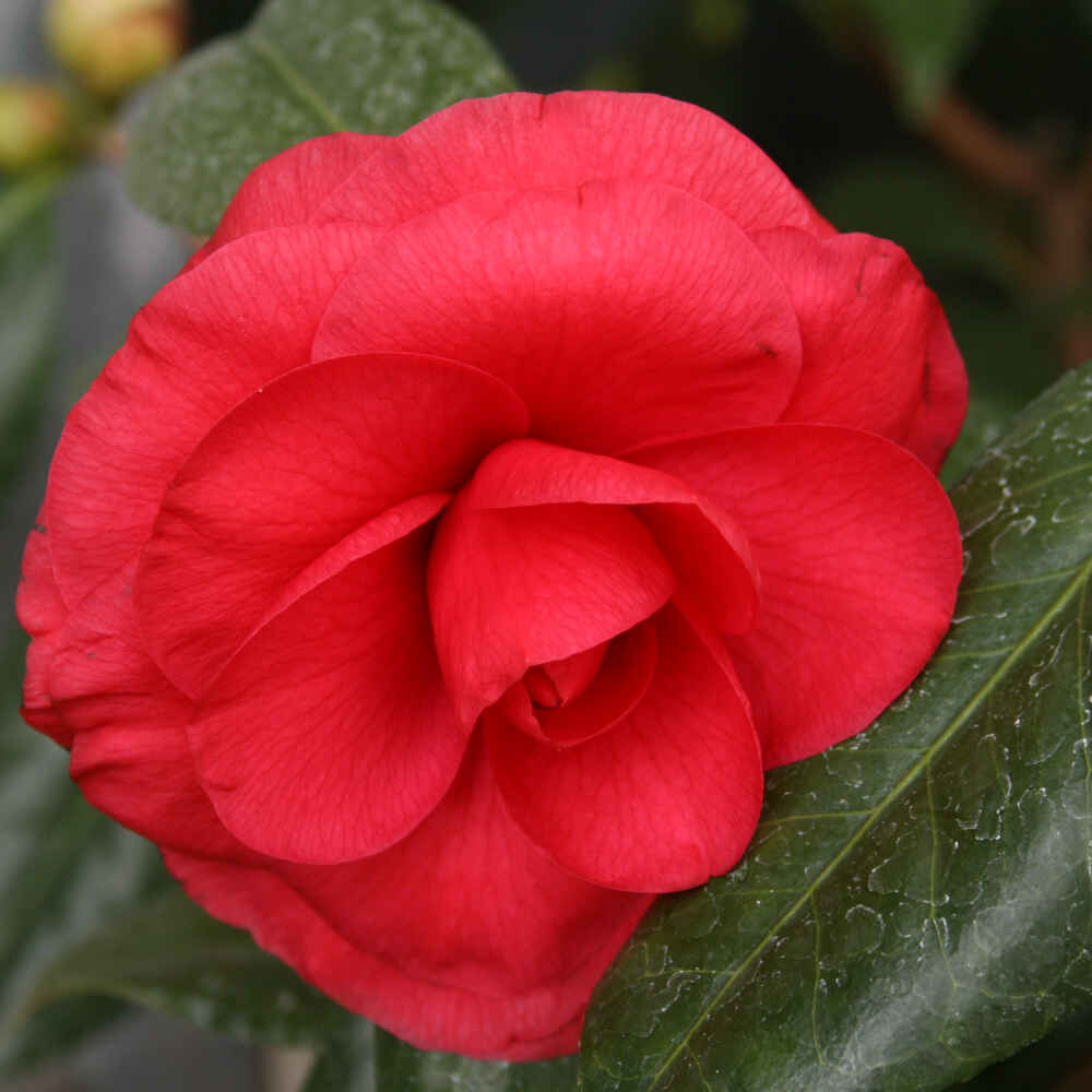 Kamelia - Camellia japonica 'C.M. Howey' - 10 l potte