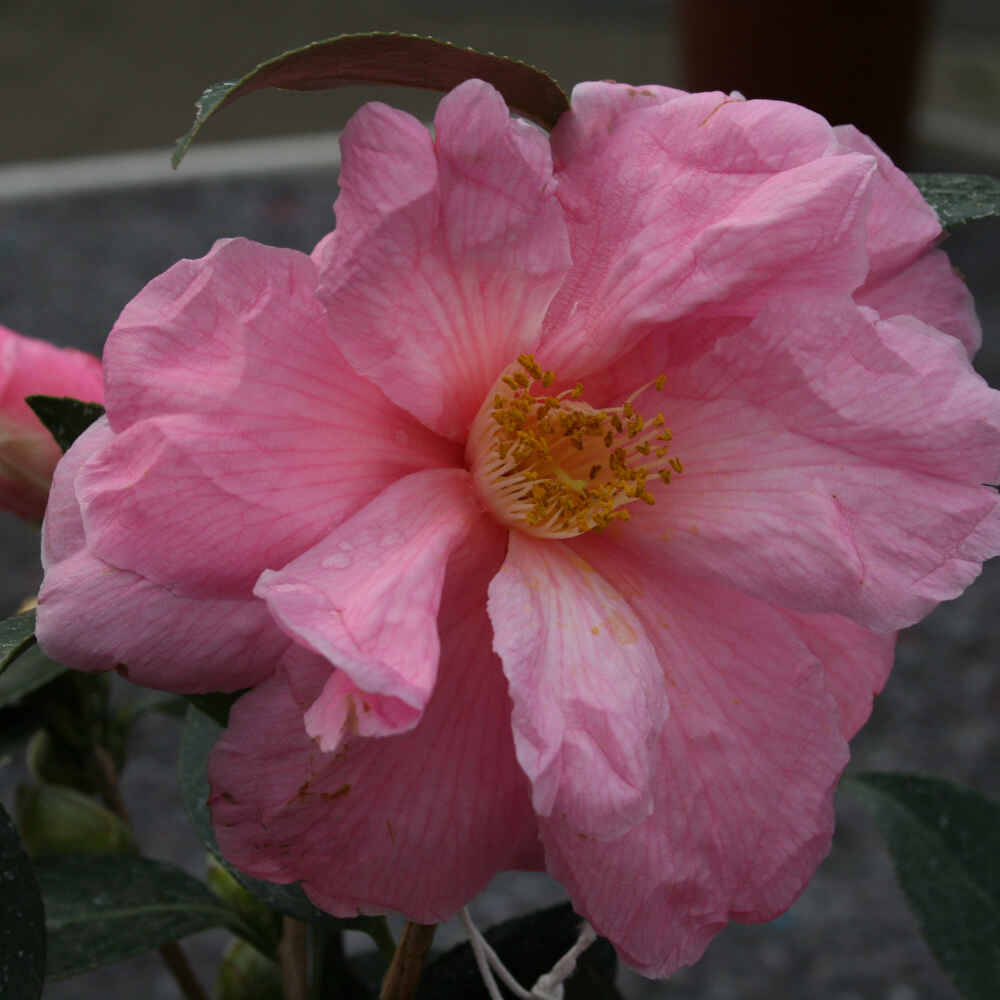 Kamelia - Camellia x williams 'Donation' - 4,5 l potte