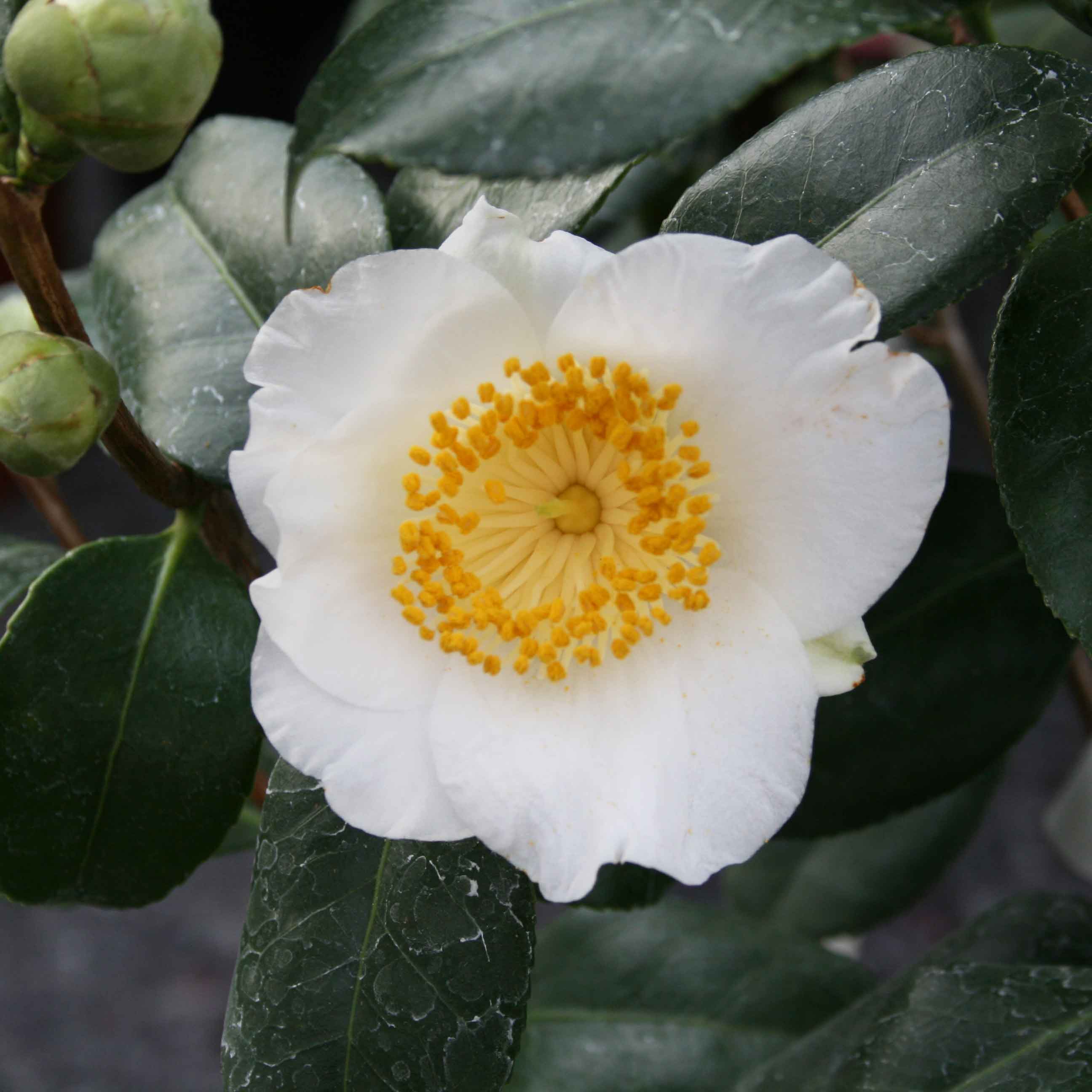 Camellia japonica h. 60 vaso 4,5 lt Yukimiguruma