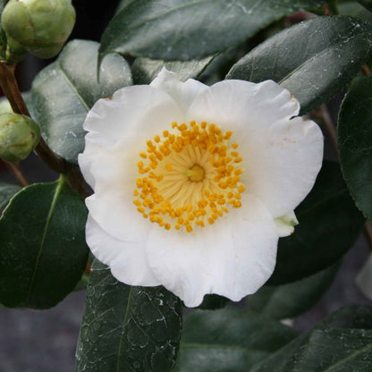 Camellia japonica h. 60 vaso 4,5 lt Yukimiguruma