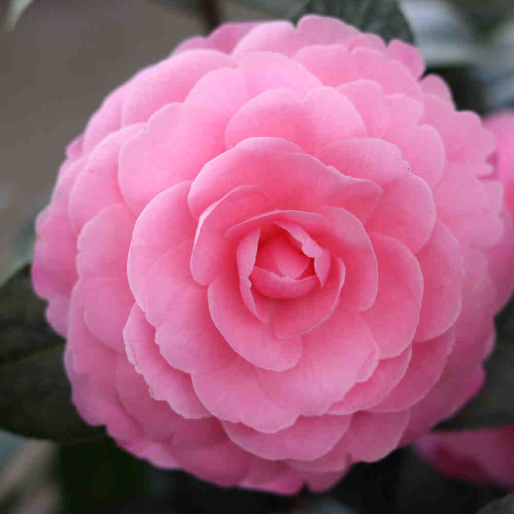 Camellia  'E.G. Waterhouse' 4,5L