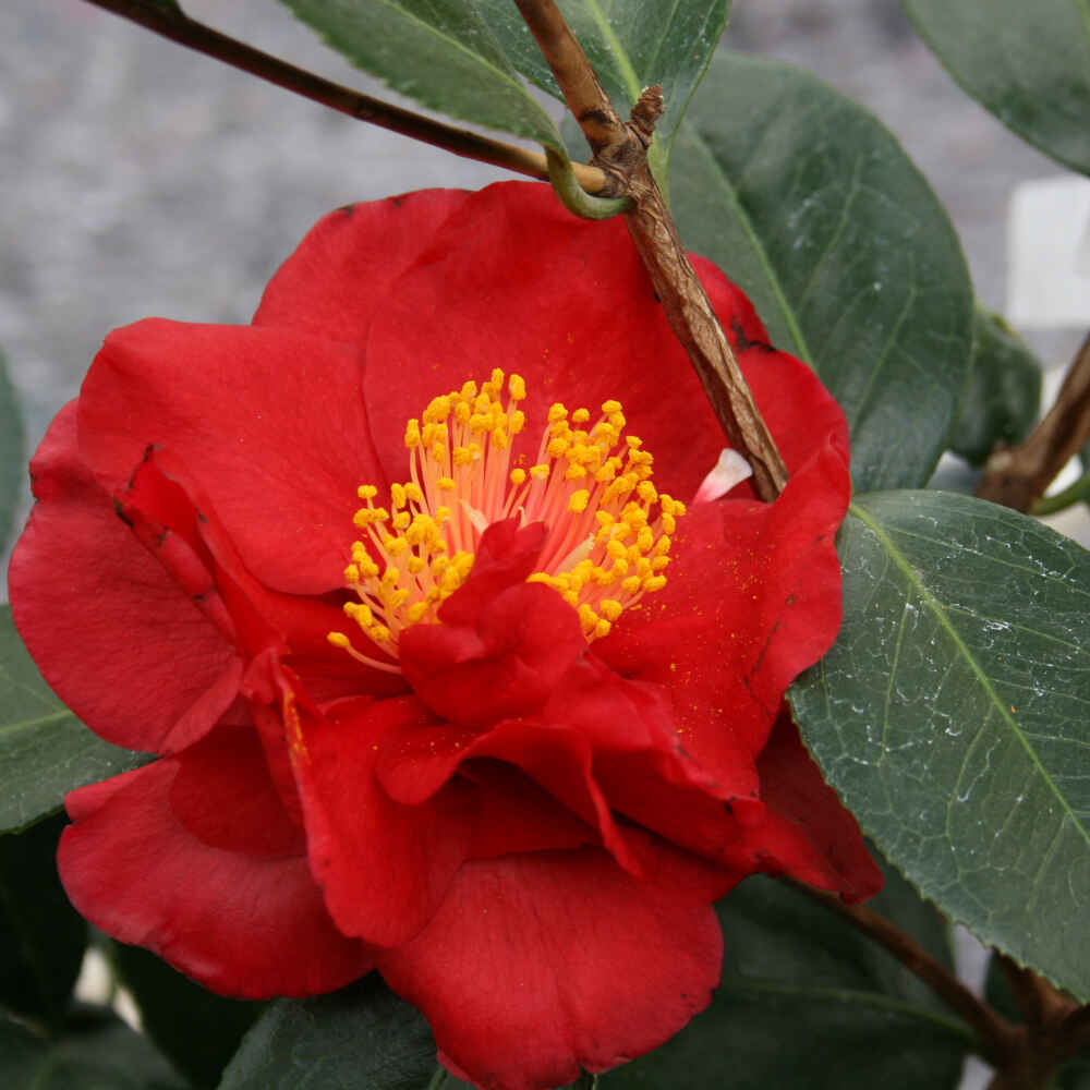 Camellia japonica 'San Dimas' 6 l