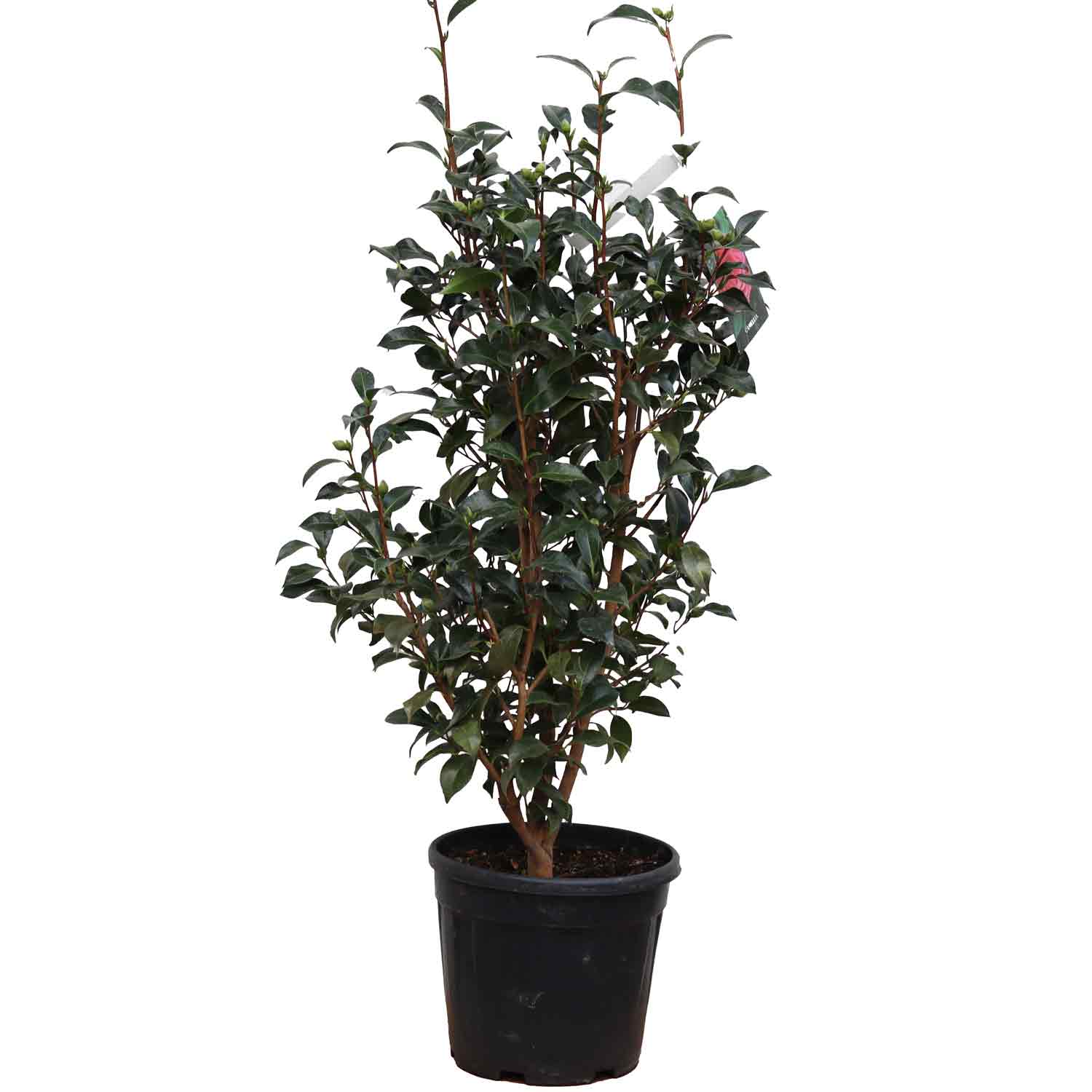 Camellia japonica Sarah Frost 10L