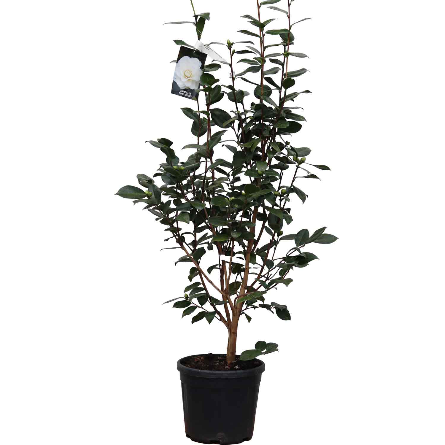 Camellia japonica Shiragiku 10L