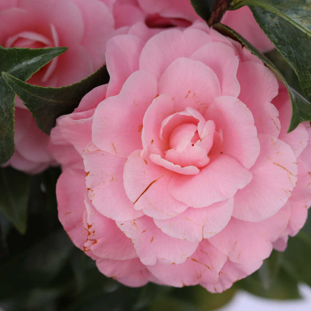 Camellia japonica 'Nuccios Cameo' 10 l