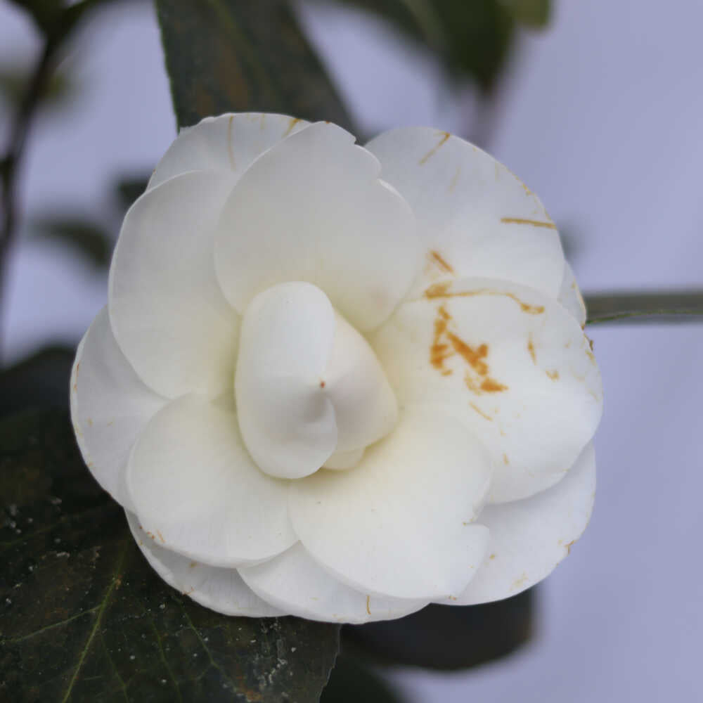 Camellia - Camellia japonica 'Nuccio's Gem'