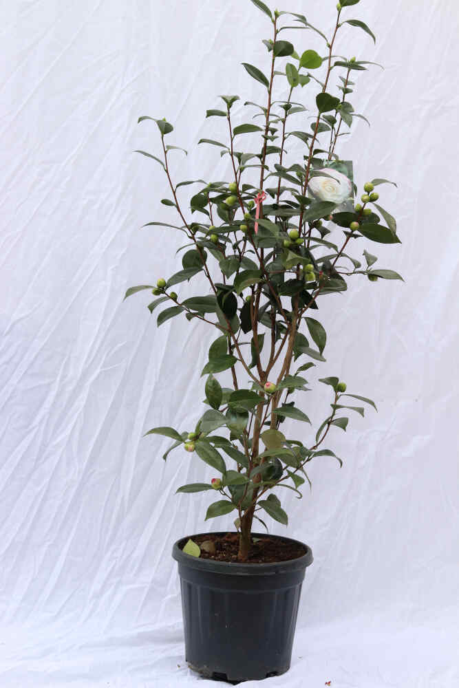 Camellia jap Nuccio's Pearl 10 L 100 cm