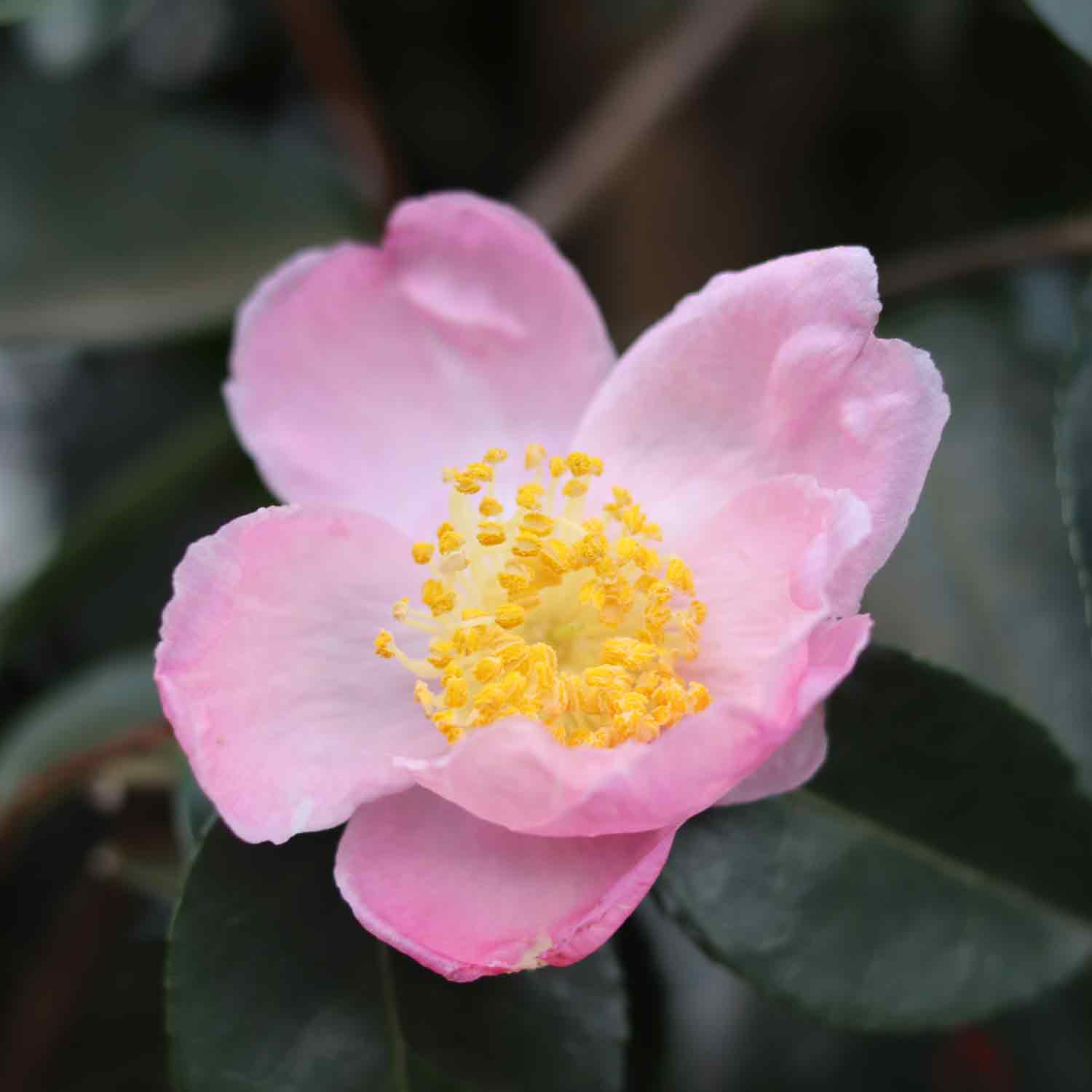 Camellia sasanqua 'Plantation Pink'