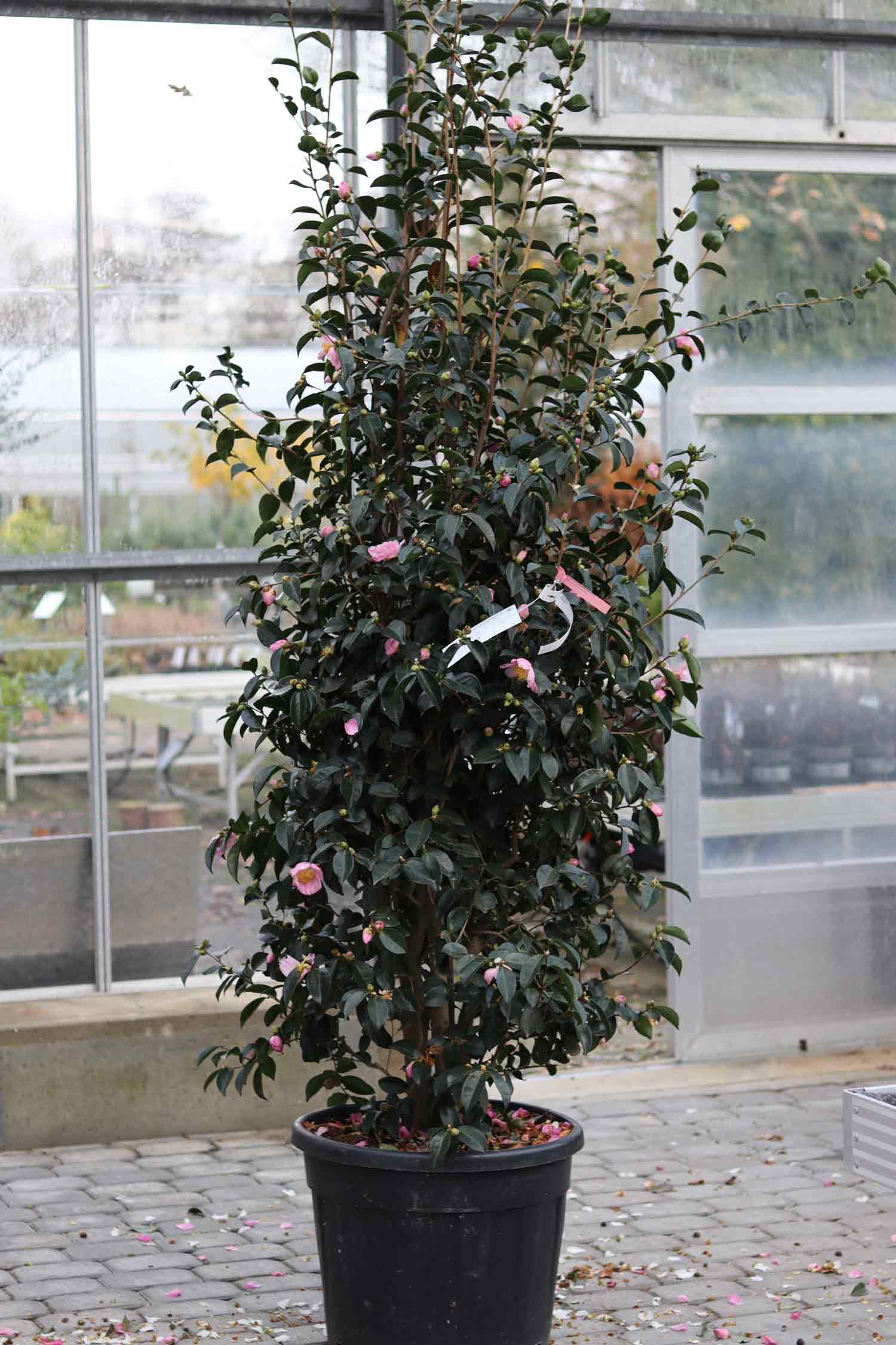 Camellia Plantation pink 70L