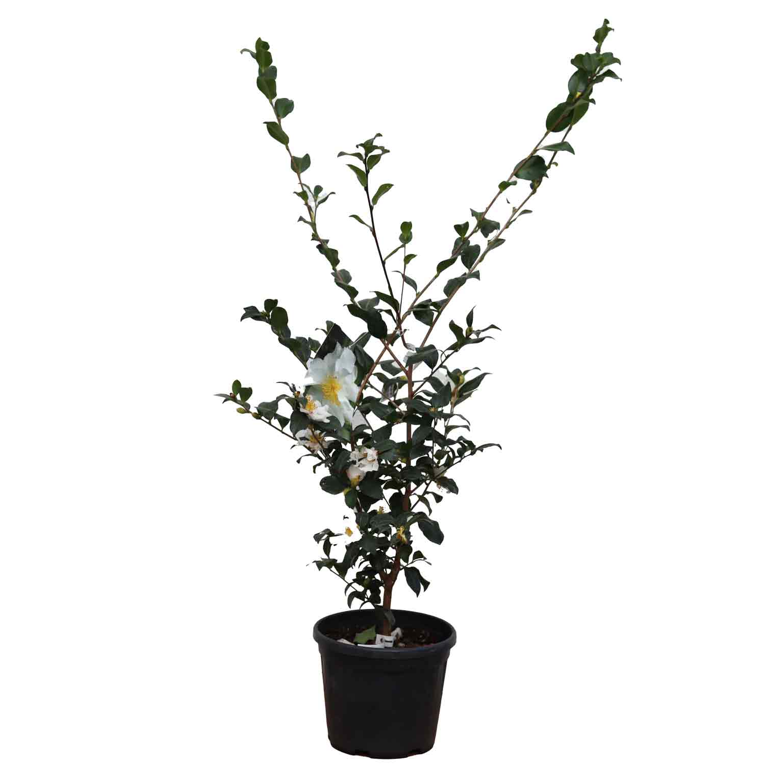 Camellia sasanqua Cleopatra white 4,5L