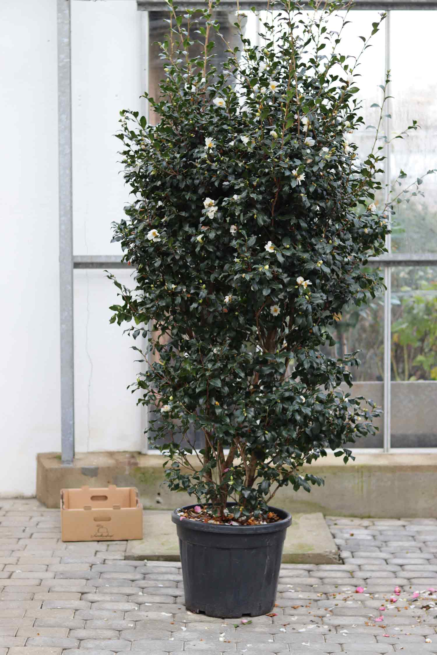 Camellia sasanqua Cleopatra White 70L